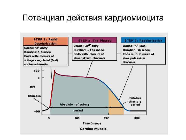 Потенциал покоя кардиомиоцитов