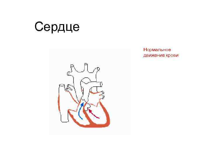 Сердце Нормальное движение крови 