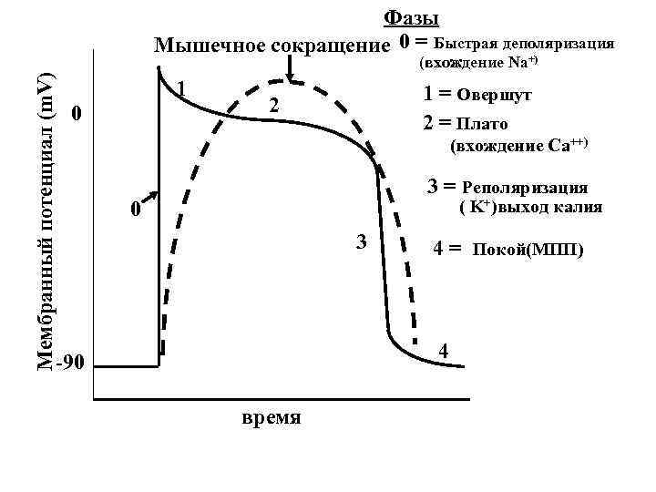 Фазы Мышечное сокращение 0 = Быстрая деполяризация Мембранный потенциал (m. V) (вхождение Na+) 1