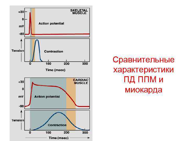 Сравнительные характеристики ПД ППМ и миокарда 