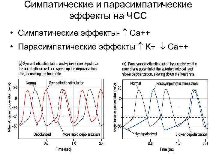 Симпатические и парасимпатические эффекты на ЧСС • Симпатические эффекты- Ca++ • Парасимпатические эффекты K+