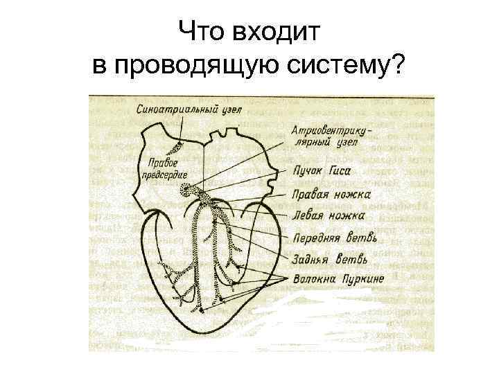 Что входит в проводящую систему? 