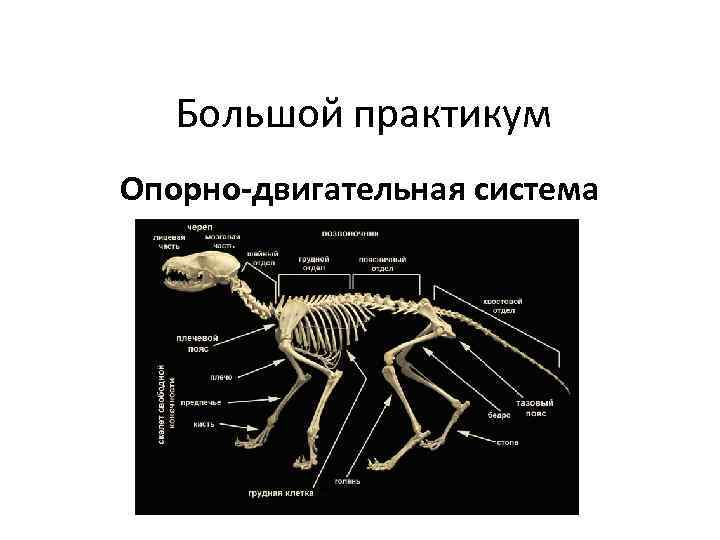 Большой практикум Опорно-двигательная система 