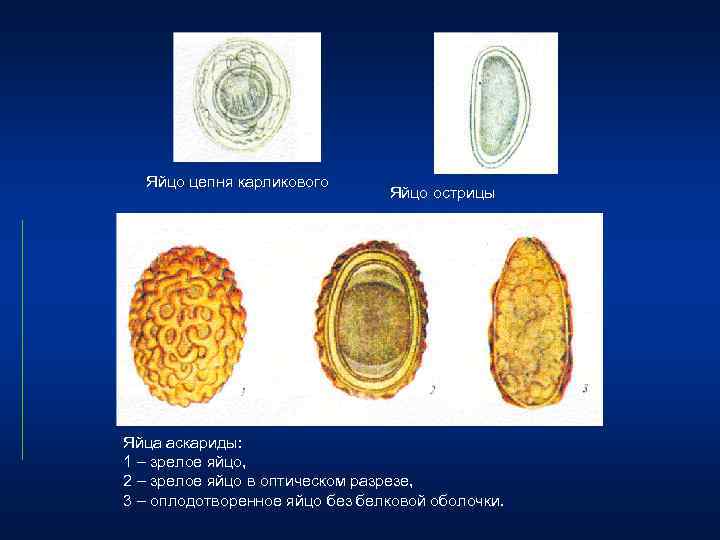 Какой цифрой обозначено на рисунке яйцо острицы со сформированной личинкой