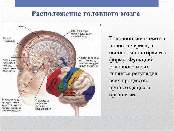 Расположение головного мозга Головной мозг лежит в полости черепа, в основном повторяя его форму.