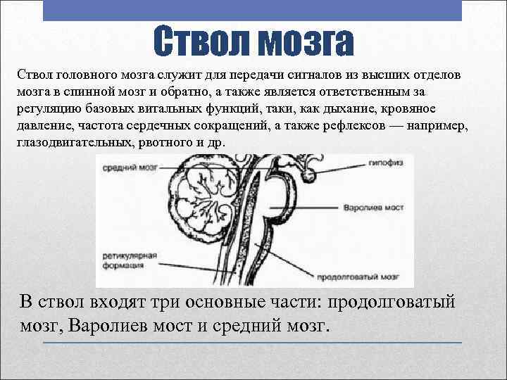 Ствол мозга Ствол головного мозга служит для передачи сигналов из высших отделов мозга в