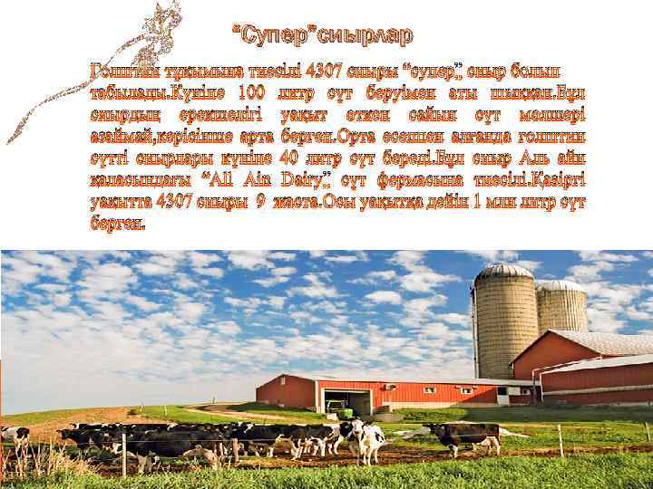 “Супер”сиырлар Голштин тұқымына тиесілі 4307 сиыры “супер” сиыр болып табылады. Күніне 100 литр сүт
