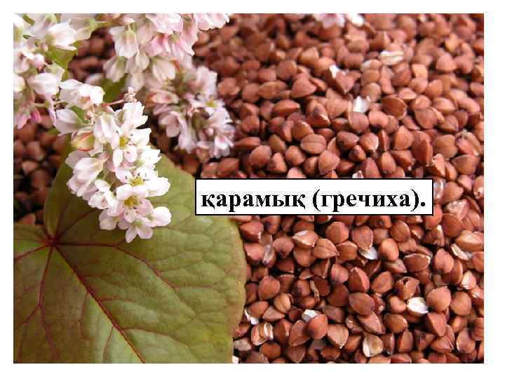 қарамық (гречиха). 