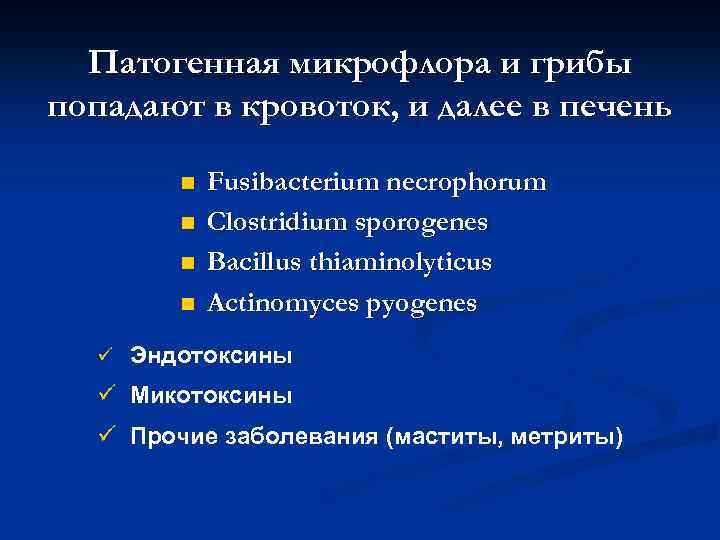 Патогенная микрофлора и грибы попадают в кровоток, и далее в печень n n Fusibacterium
