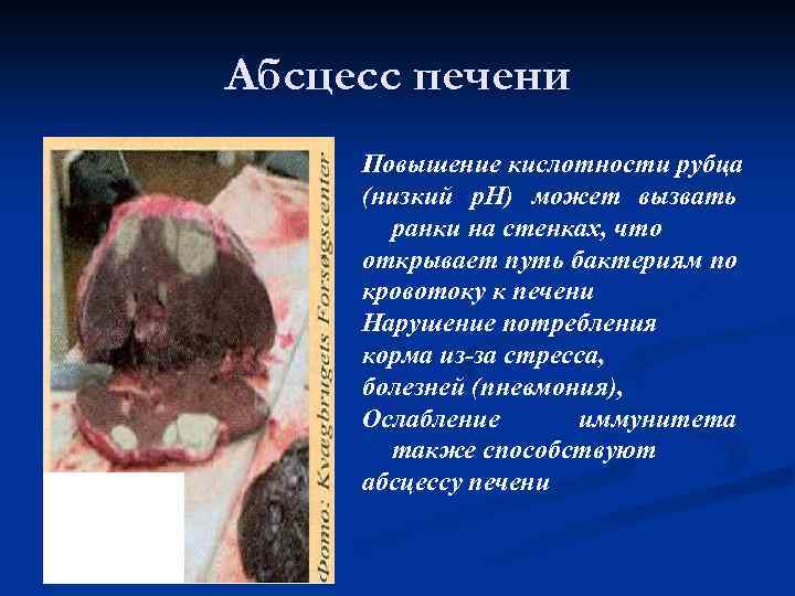 Абсцесс печени Повышение кислотности рубца (низкий р. Н) может вызвать ранки на стенках, что