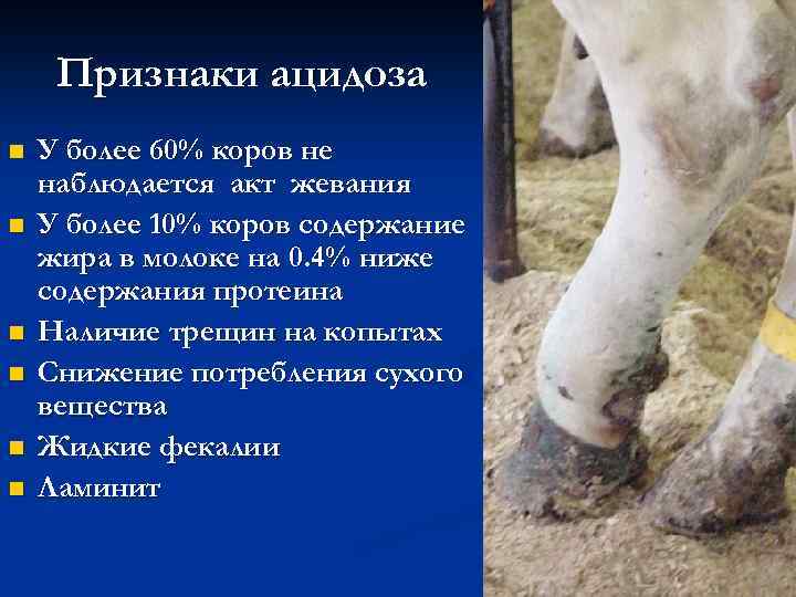 Признаки ацидоза n n n У более 60% коров не наблюдается акт жевания У