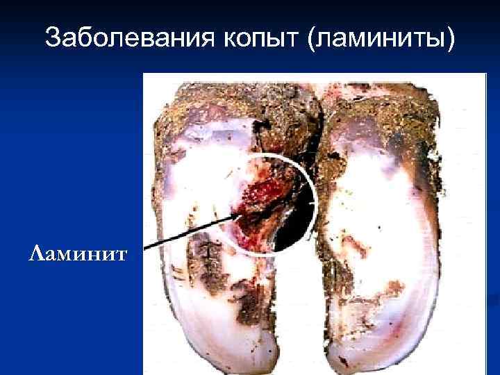Заболевания копыт (ламиниты) Ламинит 