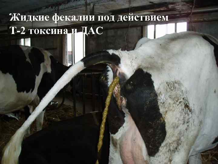 Жидкие фекалии под действием T-2 токсина и ДАС 
