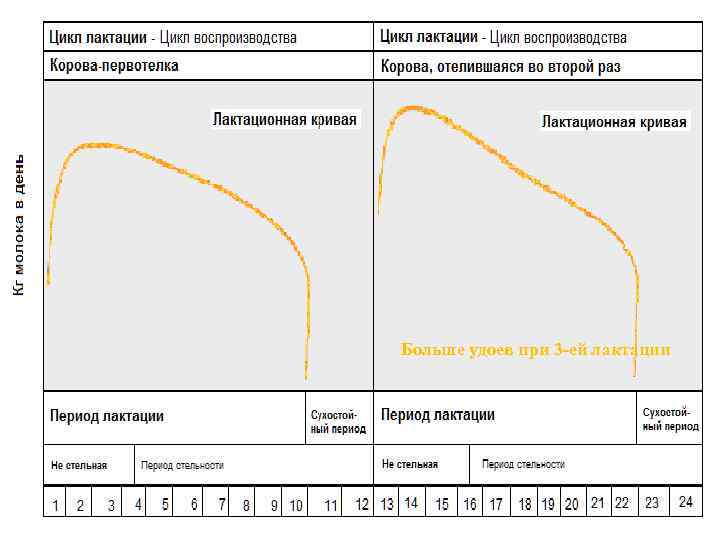 Больше удоев при 3 -ей лактации 