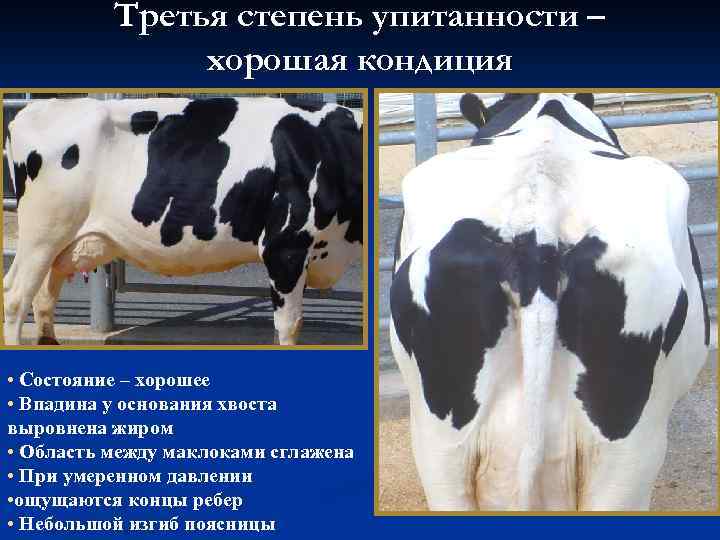 Третья степень упитанности – хорошая кондиция • Состояние – хорошее • Впадина у основания