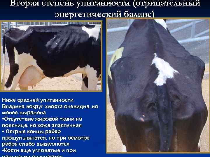 Вторая степень упитанности (отрицательный энергетический баланс) Ниже средней упитанности Впадина вокруг хвоста очевидна, но