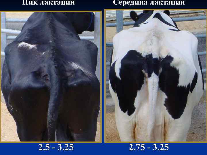 Пик лактации 2. 5 - 3. 25 Середина лактации 2. 75 - 3. 25