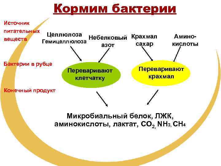 Кормим бактерии Источник питательных Целлюлоза Небелковый Крахмал веществ Гемицеллюлоза сахар азот Бактерии в рубце