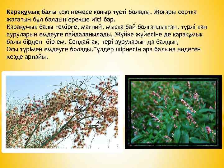 Қарақұмық балы қою немесе қоңыр түсті болады. Жоғары сортқа жататын бұл балдың ерекше иісі