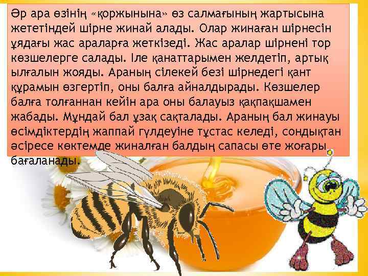 Әр ара өзінің «қоржынына» өз салмағының жартысына жететіндей шірне жинай алады. Олар жинаған шірнесін