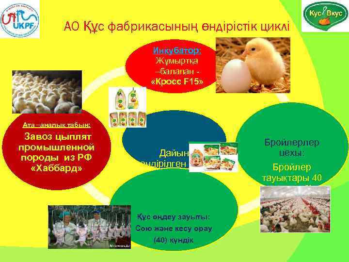 АО Құс фабрикасының өндірістік циклі Инкубатор: Жұмыртқа балапан «Кросс F 15» Ата аналық табын:
