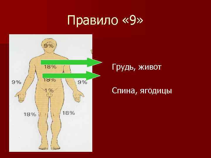 Правило « 9» Грудь, живот Спина, ягодицы 