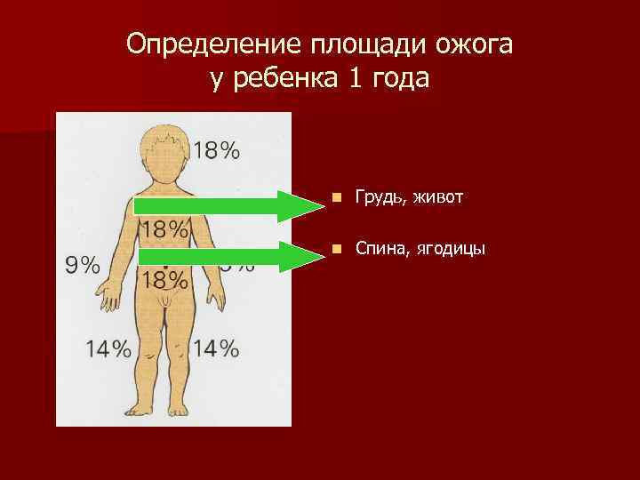 Определение площади ожога у ребенка 1 года n Грудь, живот n Спина, ягодицы 