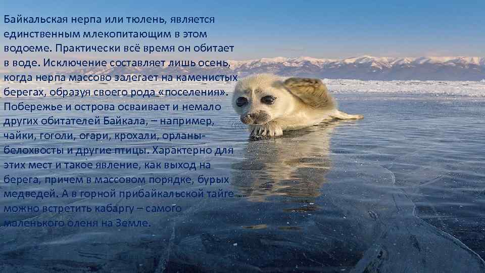 Байкальская нерпа или тюлень, является единственным млекопитающим в этом водоеме. Практически всё время он