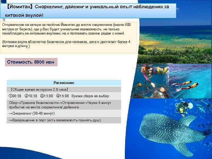 【Йомитан】Сноркелинг, дайвинг и уникальный опыт наблюдения за китовой акулой! Отправление на катере из посёлка