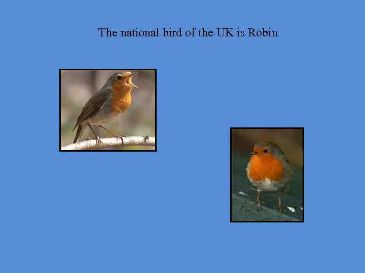 The national bird of the UK is Robin 