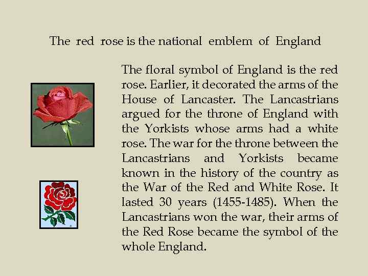 The red rose is the national emblem of England The floral symbol of England