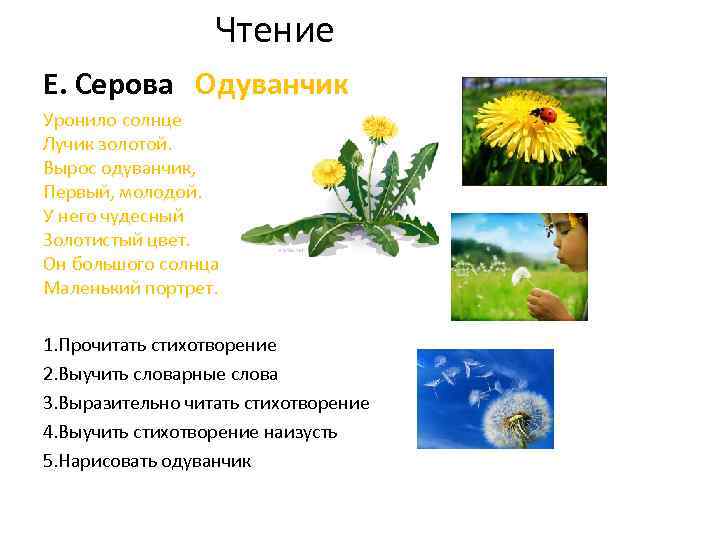 Чтение Е. Серова Одуванчик Уронило солнце Лучик золотой. Вырос одуванчик, Первый, молодой. У него