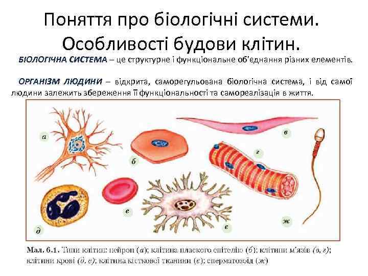 Поняття про біологічні системи. Особливості будови клітин. БІОЛОГІЧНА СИСТЕМА – це структурне і функціональне