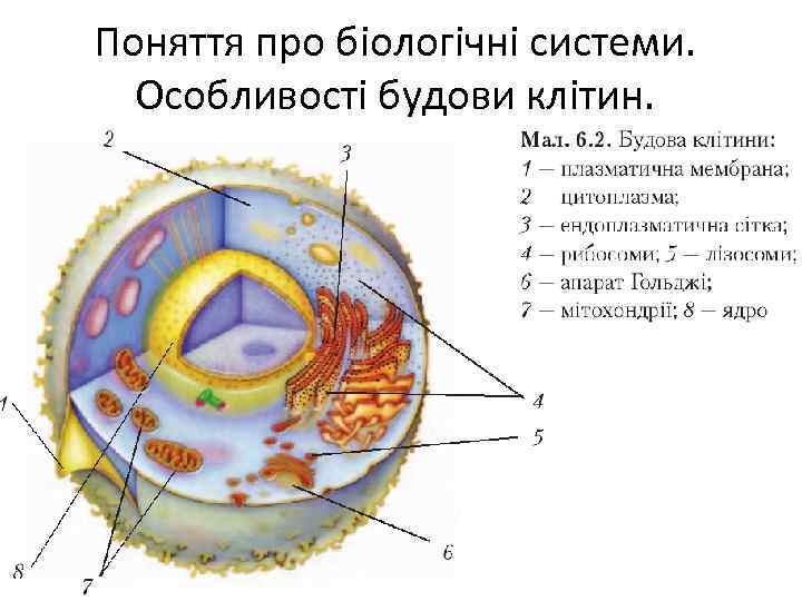 Поняття про біологічні системи. Особливості будови клітин. 