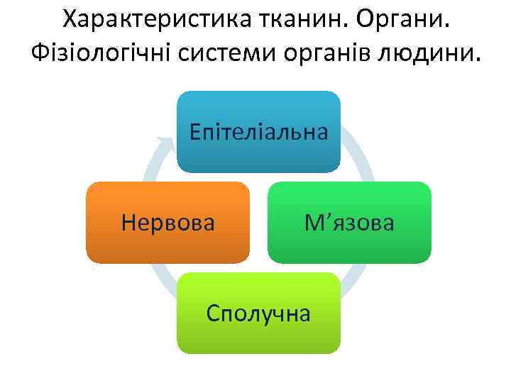 Характеристика тканин. Органи. Фізіологічні системи органів людини. Епітеліальна Нервова М’язова Сполучна 