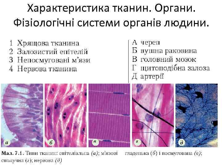 Характеристика тканин. Органи. Фізіологічні системи органів людини. 