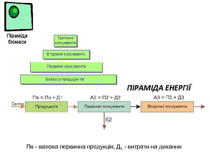 ПІРАМІДА ЕНЕРГІЇ Пв - валова первинна продукція; Д 1 - витрати на дихання. 