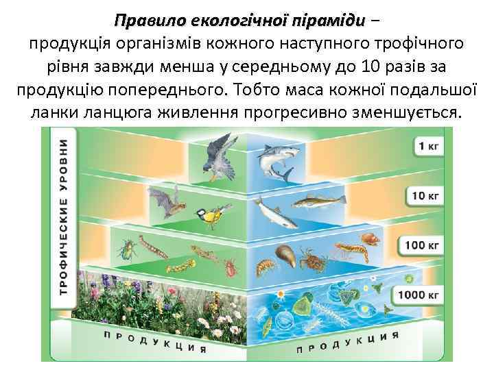 Правило екологічної піраміди − піраміди продукція організмів кожного наступного трофічного рівня завжди менша у