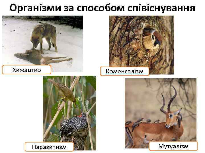 Організми за способом співіснування Хижацтво Паразитизм Коменсалізм Мутуалізм 