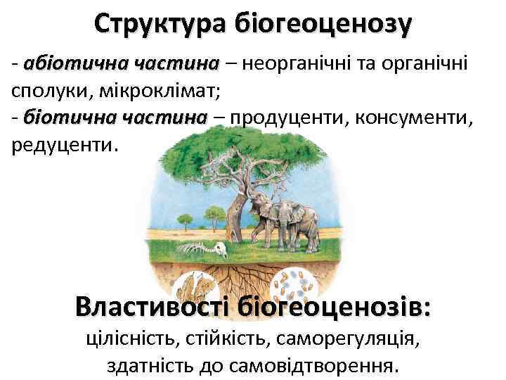 Структура біогеоценозу - абіотична частина – неорганічні та органічні сполуки, мікроклімат; - біотична частина