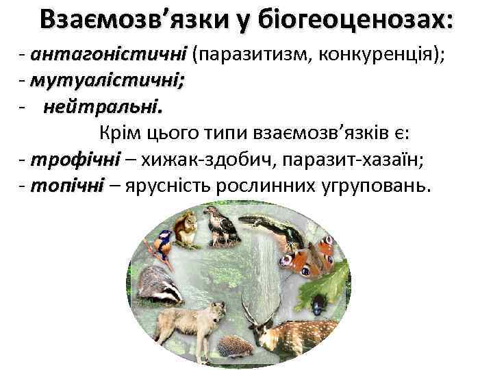 Взаємозв’язки у біогеоценозах: - антагоністичні (паразитизм, конкуренція); антагоністичні - мутуалістичні; - нейтральні. Крім цього