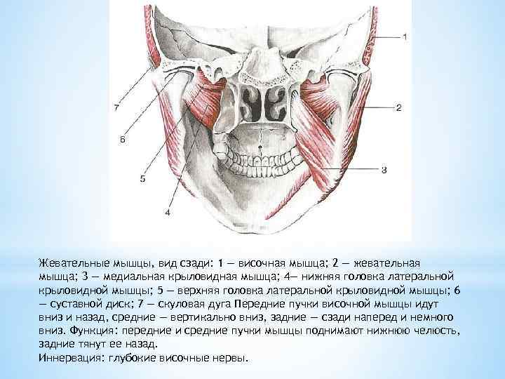 Жевательные мышцы, вид сзади: 1 — височная мышца; 2 — жевательная мышца; 3 —