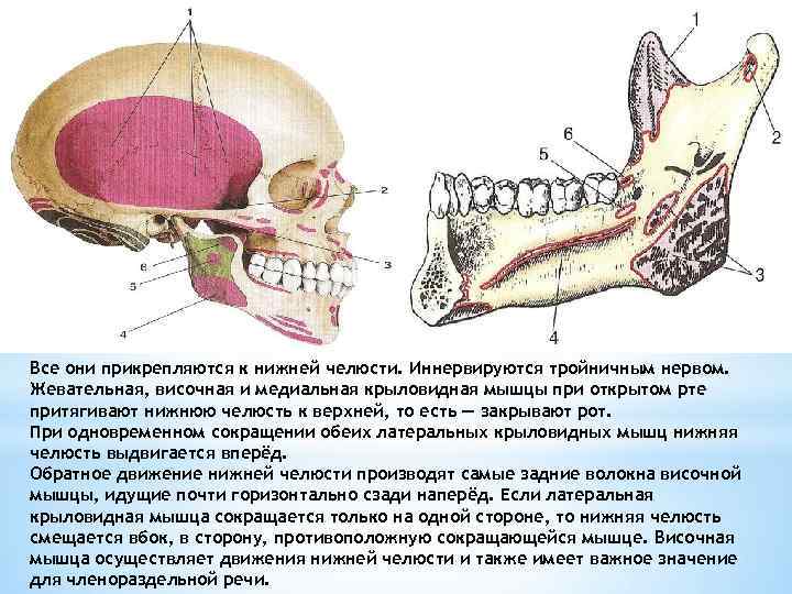 Мышцы нижней челюсти. Прикрепление нижней челюсти. Мышцы прикрепляющиеся к нижней челюсти. Прикрепления мышц и связок к нижней челюсти. Прикреплен связок к нижней челюсти.