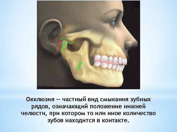 Окклюзия — частный вид смыкания зубных рядов, означающий положение нижней челюсти, при котором то