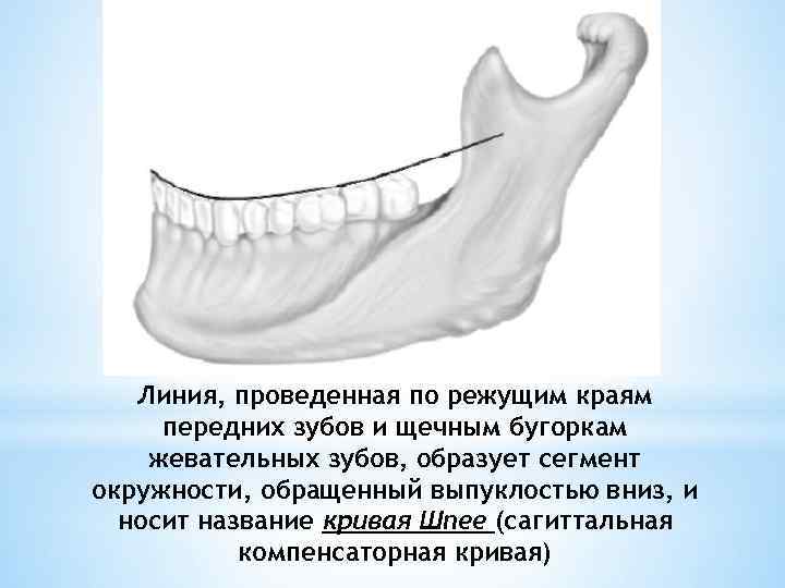 Постановка зубов по индивидуальным окклюзионным кривым презентация