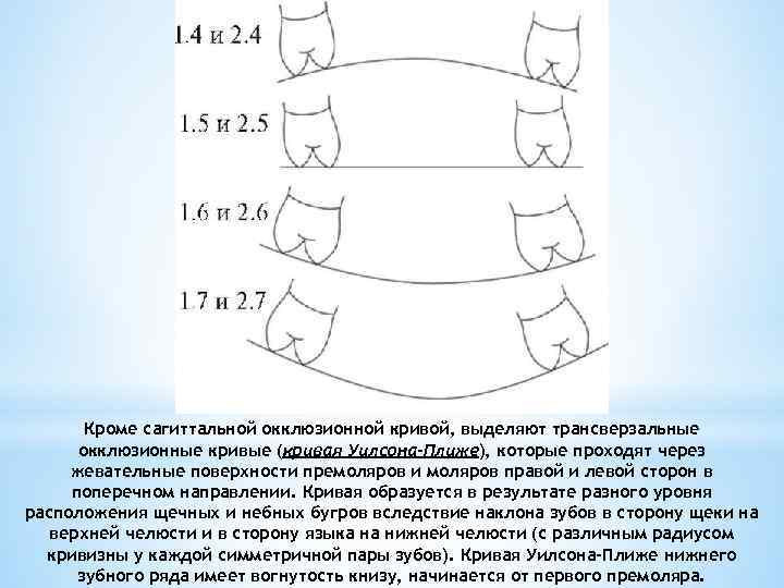 Кроме сагиттальной окклюзионной кривой, выделяют трансверзальные окклюзионные кривые (кривая Уилсона-Плиже), которые проходят через жевательные