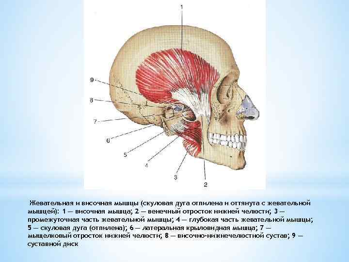 Жевательная и височная мышцы (скуловая дуга отпилена и оттянута с жевательной мышцей): 1 —