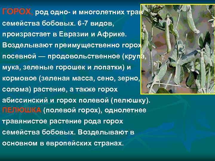 ГОРОХ, род одно- и многолетних трав семейства бобовых. 6 -7 видов, произрастает в Евразии