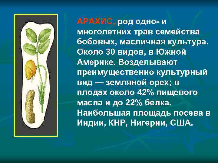 АРАХИС, род одно- и многолетних трав семейства бобовых, масличная культура. Около 30 видов, в