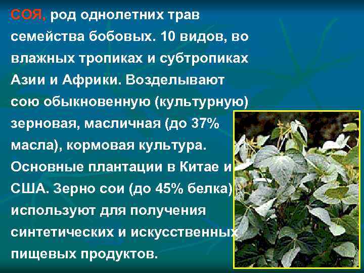 СОЯ, род однолетних трав семейства бобовых. 10 видов, во влажных тропиках и субтропиках Азии